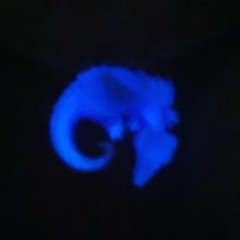 Load image into Gallery viewer, Glow in the Dark Intergalactic Dragon
